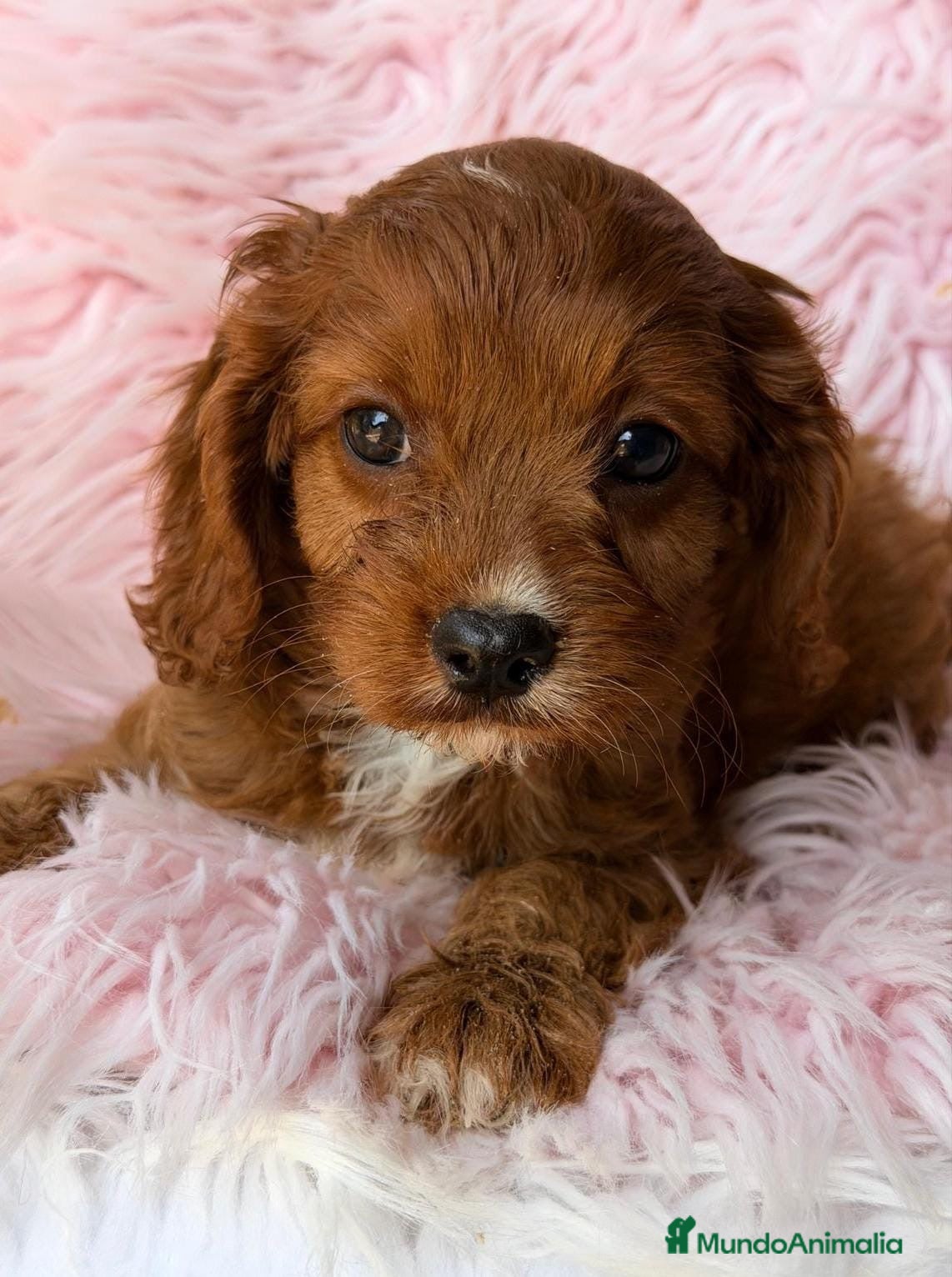 Cavapoo perros Cavapoo hembra disponible🩷🐾 - Anuncio 1