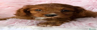 Cavapoo 1