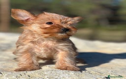 Yorkshire Terrier perros en venta: Yorki rubia minitoy  - Imagen 4