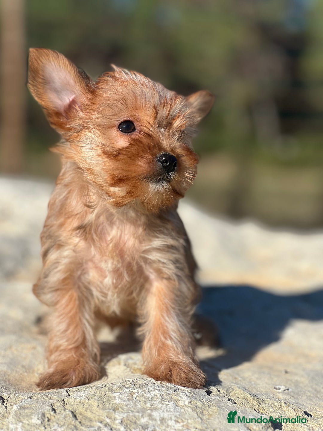 Yorkshire Terrier perros en venta: Yorki rubia minitoy  - Imagen 4