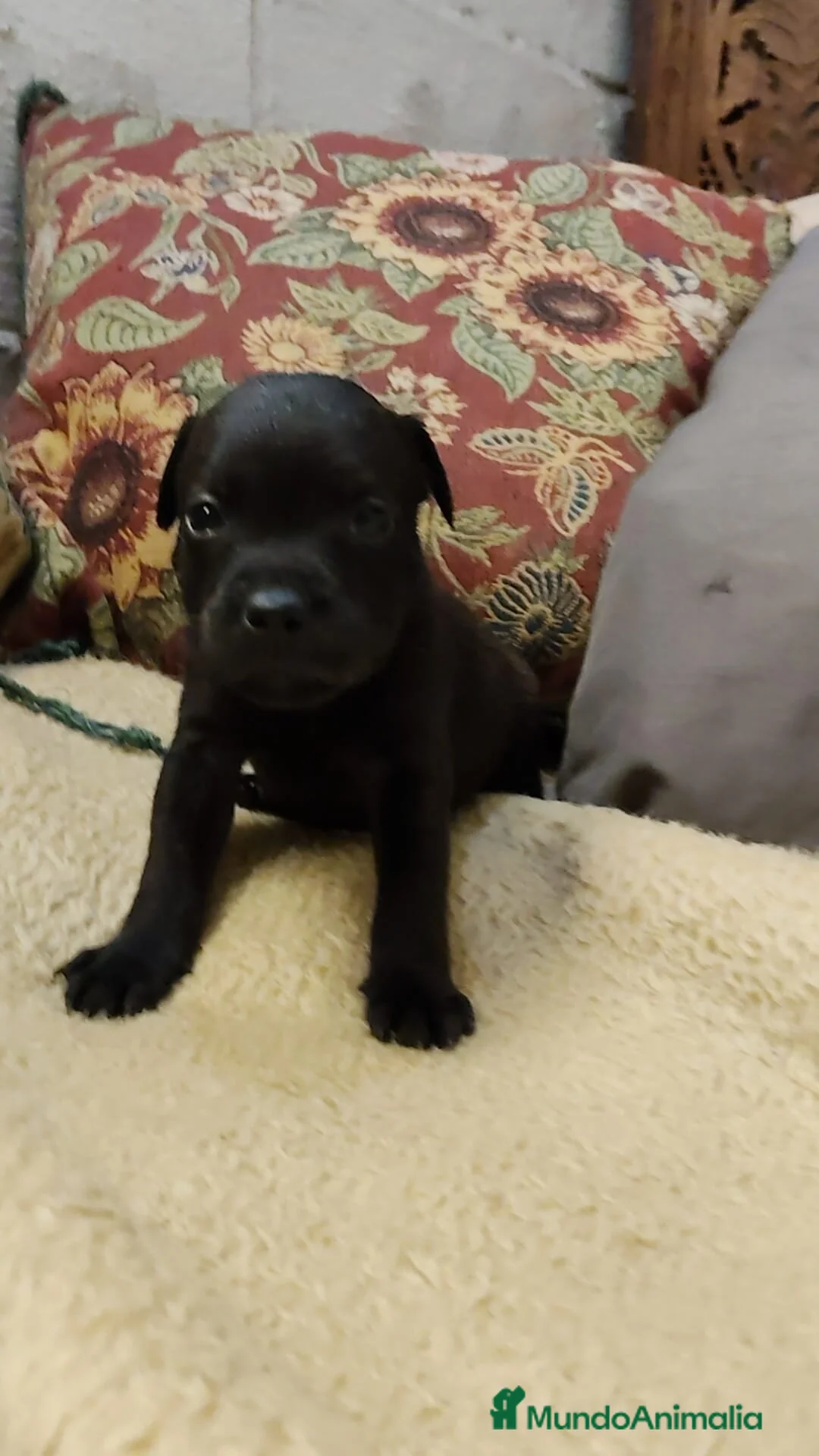 Staffordshire Bull Terrier perros en venta: Staffordshire bull terrier cachorros - Anuncio 3