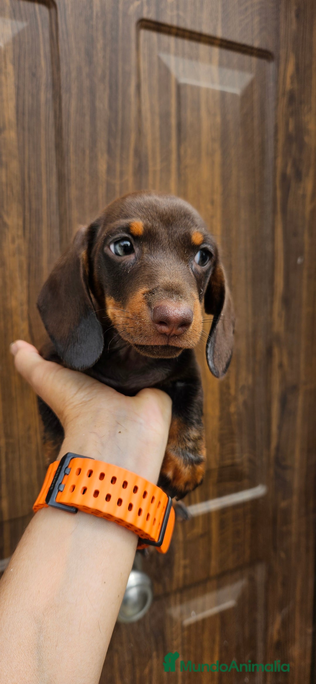 Teckel perros en venta: Teckel chocolate en Jerez  - Imagen 4