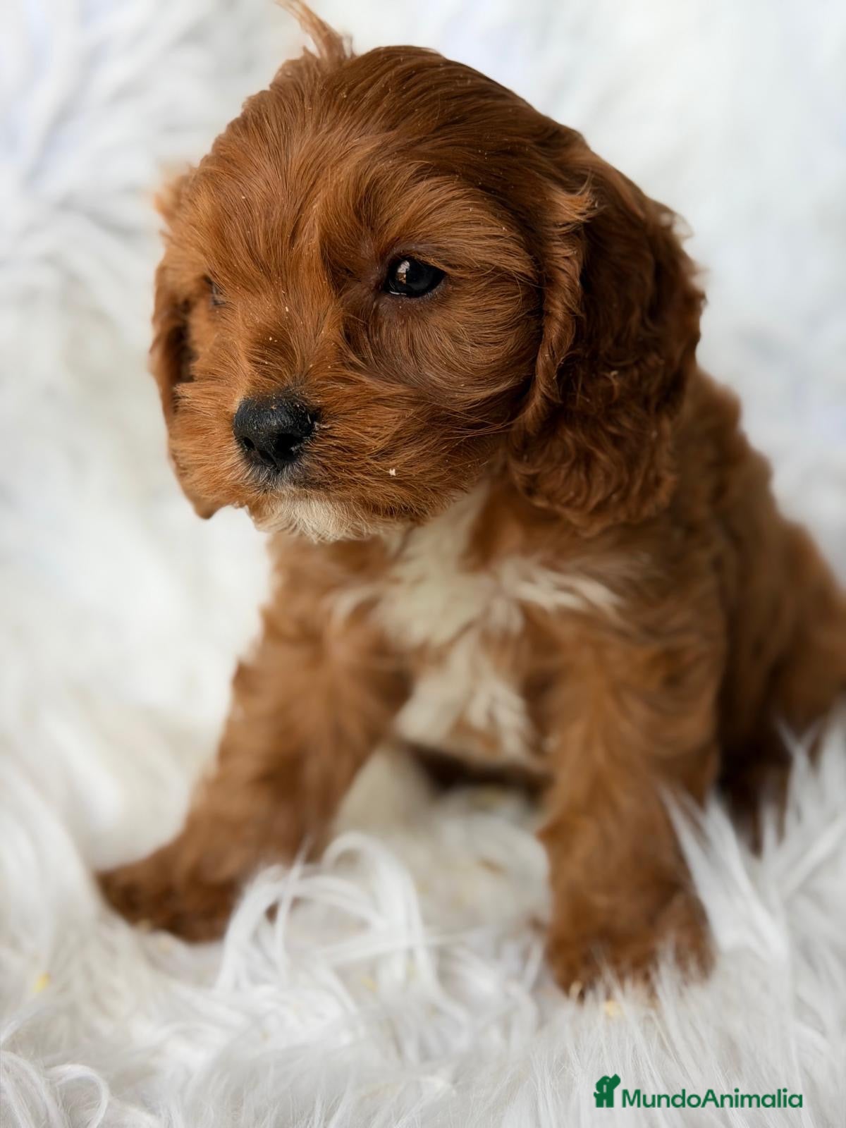 Cavapoo perros Cavapoo rojo disponible💙 - Anuncio 2