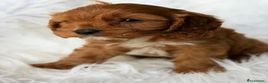 Cavapoo 1