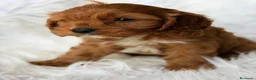 Cavapoo perros en venta: Cavapoo rojo disponible💙 - Anuncio 1