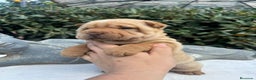 Shar Pei perros en venta: LOS BEBES SHAR PEI MAS BONITOS en Málaga - Anuncio 3