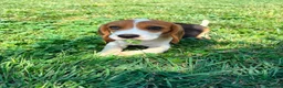 Beagle perros en venta: Beagle - Anuncio 9
