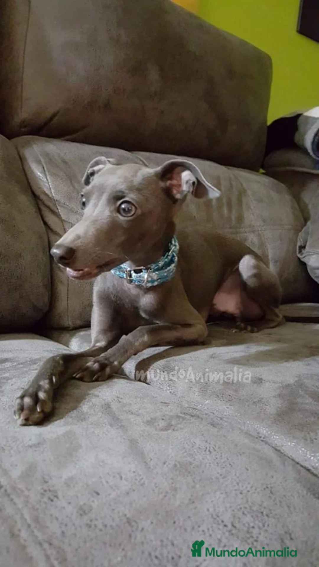 Imagen de galería {{count}}