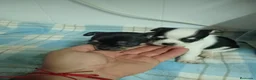 Chihuahua perros en venta: Chihuahua  - Anuncio 1