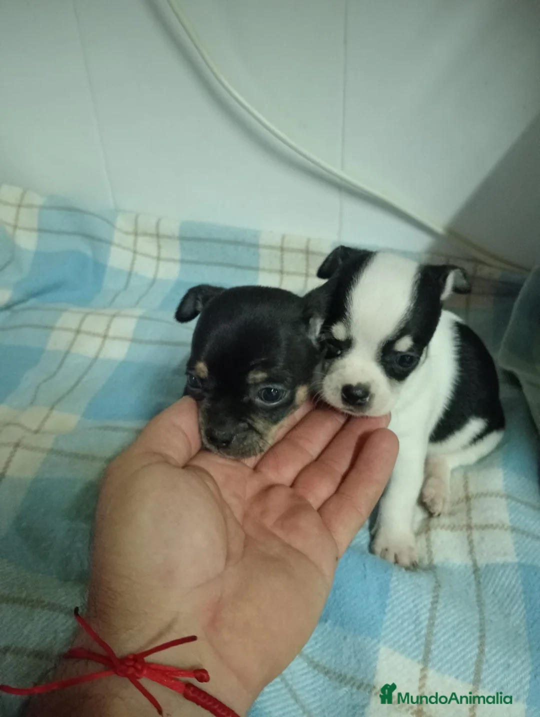 Chihuahua perros en venta: Chihuahua  - Anuncio 1