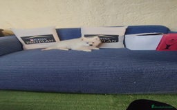 Pomerania perros en venta: Cachorro de pomerania  - Anuncio 1