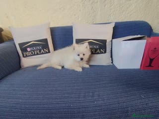 Pomerania perros Cachorro de pomerania - Anuncio 25