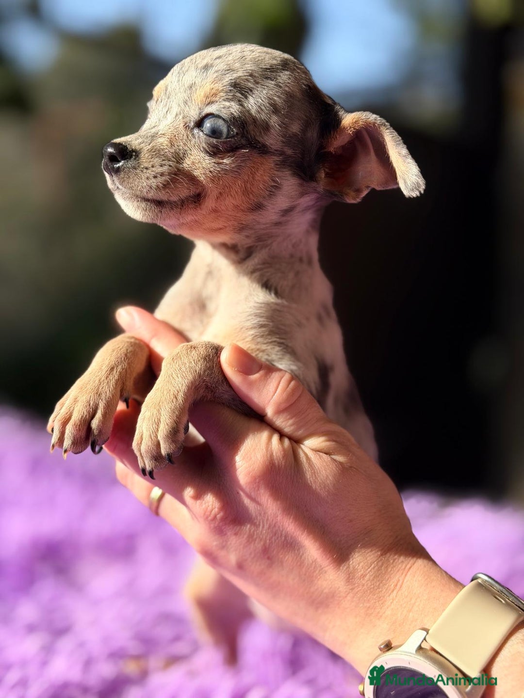 Ratón de Praga perros en venta: RATON DE PRAGA MERLE - Anuncio 6