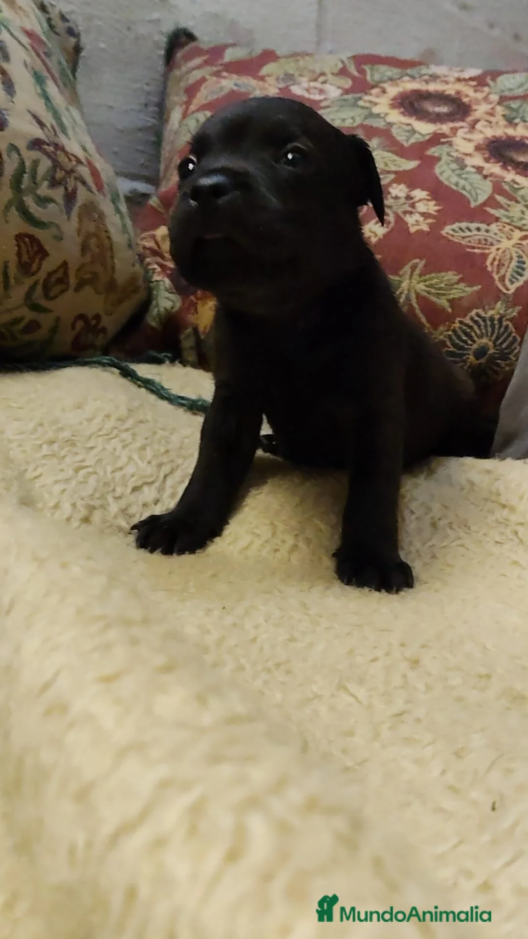 Staffordshire Bull Terrier perros en venta: Staffordshire bull terrier cachorros - Anuncio 9