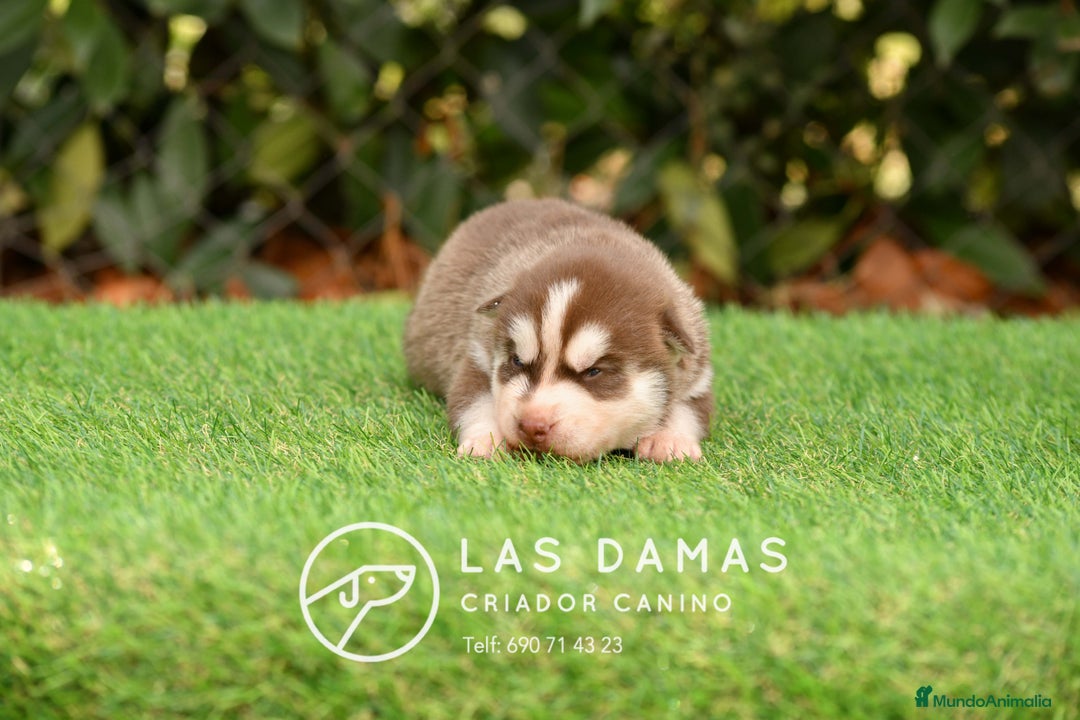 Husky Siberiano perros en venta: Husky siberiano color marrón - Imagen 5
