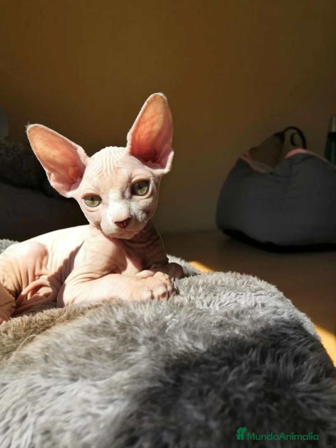 Imagen de galería {{count}}