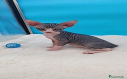 Sphynx gatos en venta: Bonito machito tabby  - Imagen 1