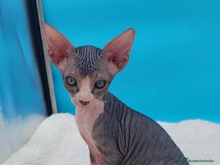 Sphynx gatos Bonito machito tabby - Anuncio 23