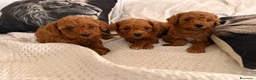 Caniche Enano perros en venta: Caniche enano  - Anuncio 2