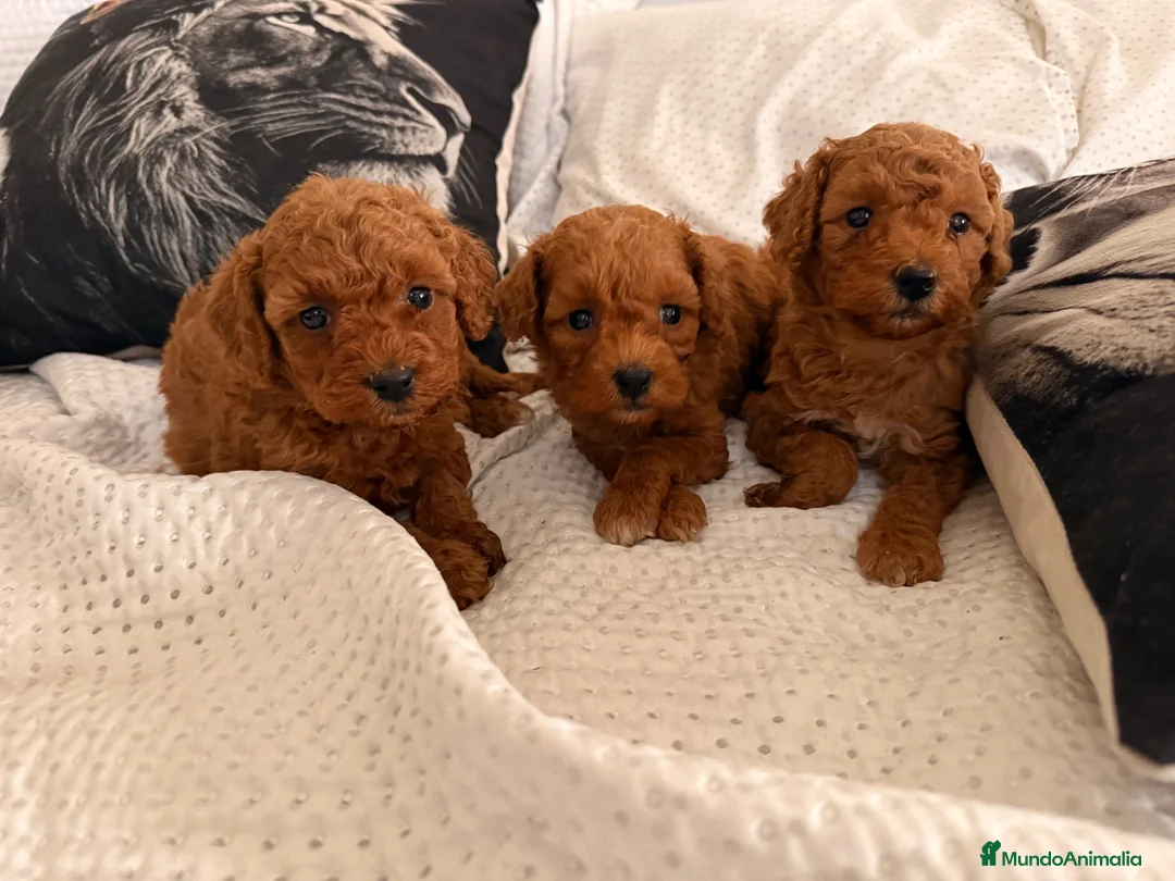 Caniche Enano perros en venta: Caniche enano  - Anuncio 2