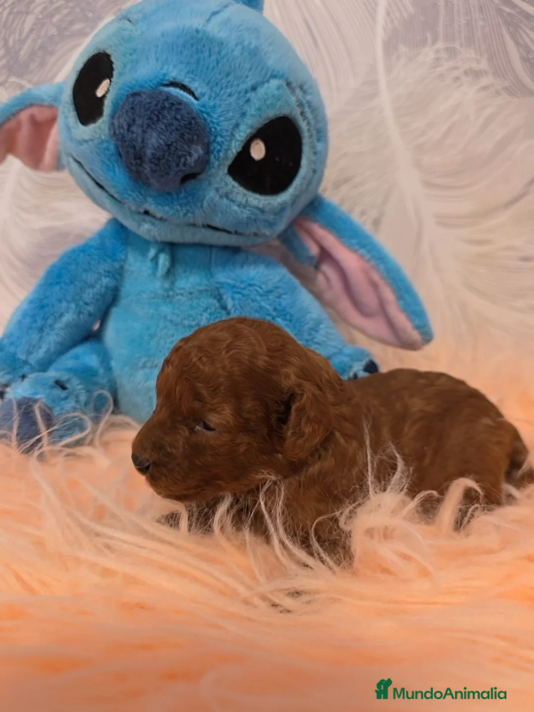 Caniche Toy perros en venta: Preciosa camada Caniche Rojo Toy - Anuncio 1