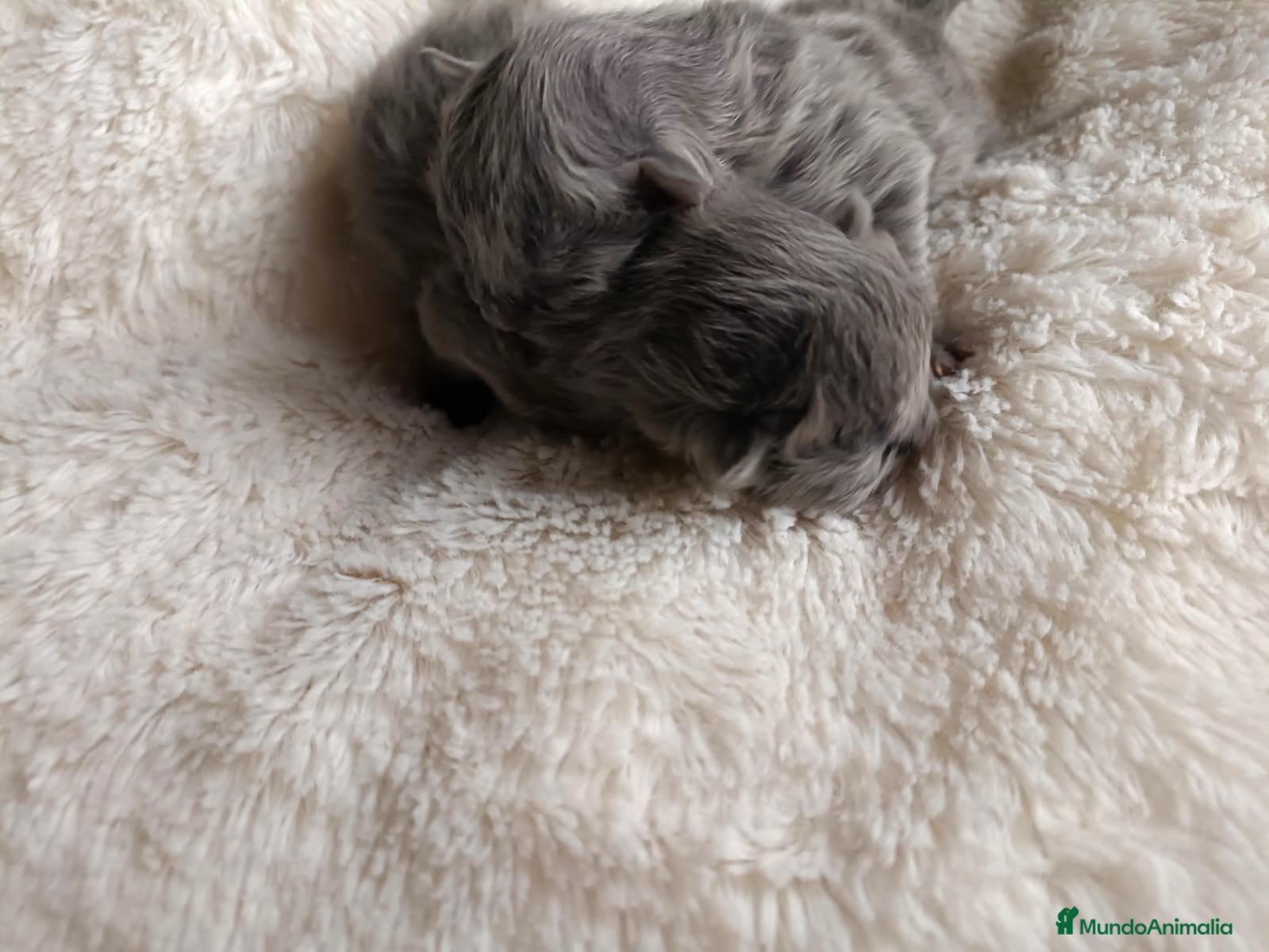 Británico de Pelo Largo gatos British - Anuncio 1