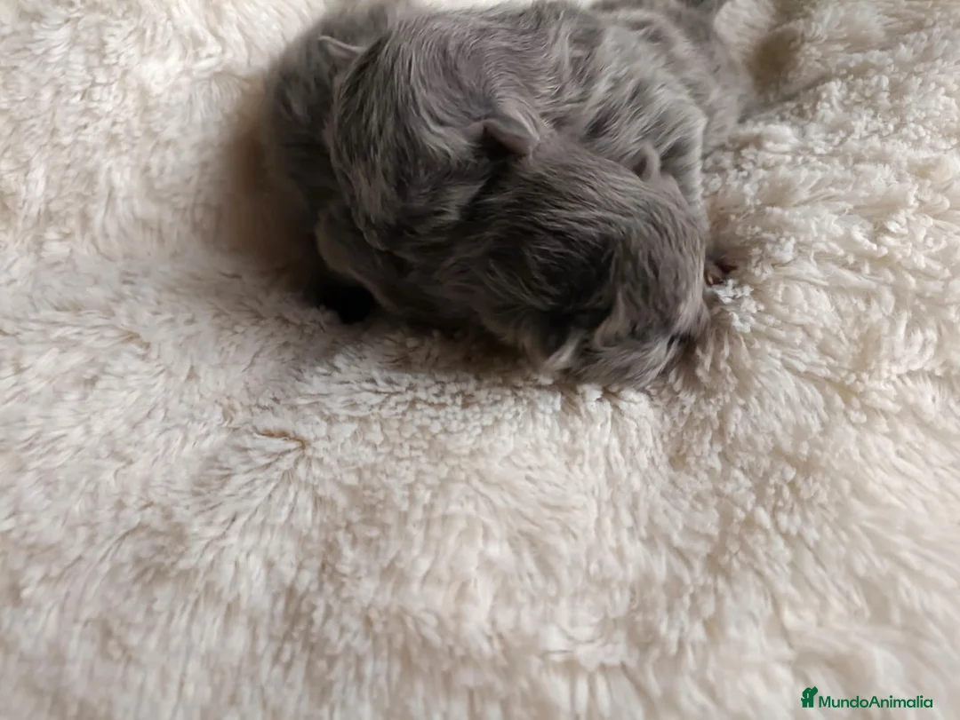 Británico de Pelo Largo gatos en venta: British - Anuncio 1