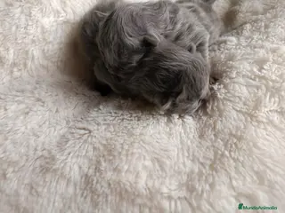 Británico de Pelo Largo gatos British - Anuncio 1