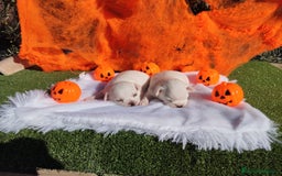 Chihuahua perros en venta: CHIHUAHUAS TOYS CABEZA MANZANA - Imagen 5