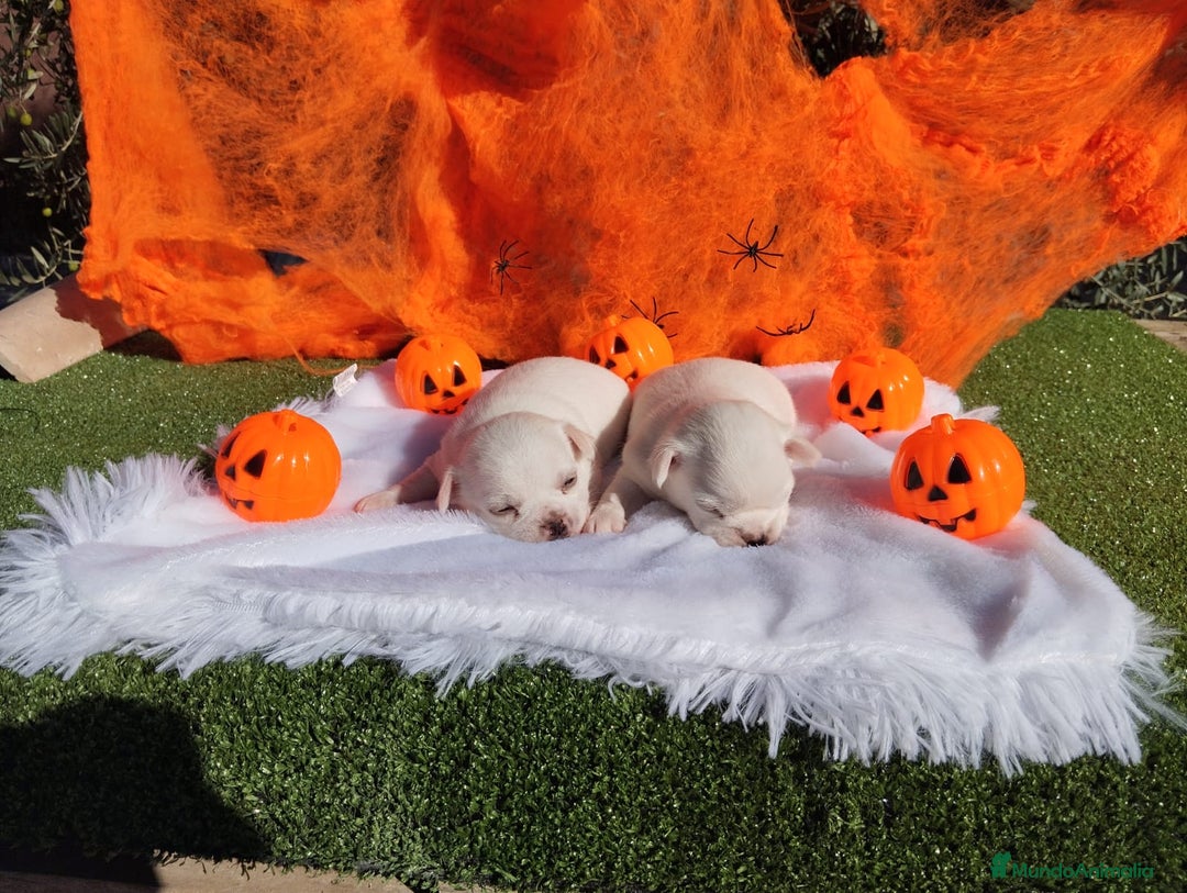 Chihuahua perros en venta: CHIHUAHUAS TOYS CABEZA MANZANA - Imagen 5