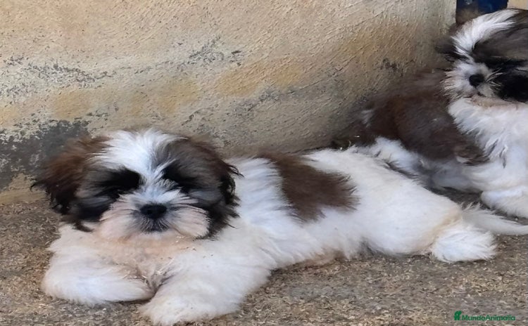 Shih Tzu perros - Propaganda 1