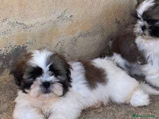Shih Tzu perros - Anuncio 4