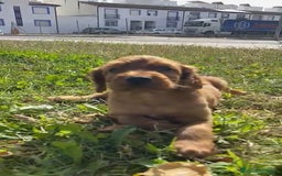 Setter Irlandés Rojo perros en venta: Sette Irlandés  - Imagen 1