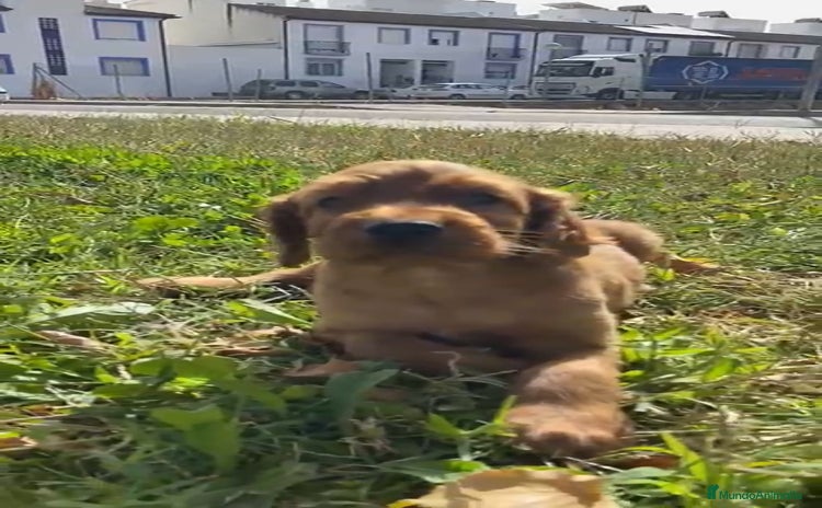 Setter Irlandés Rojo perros - Anuncio 3