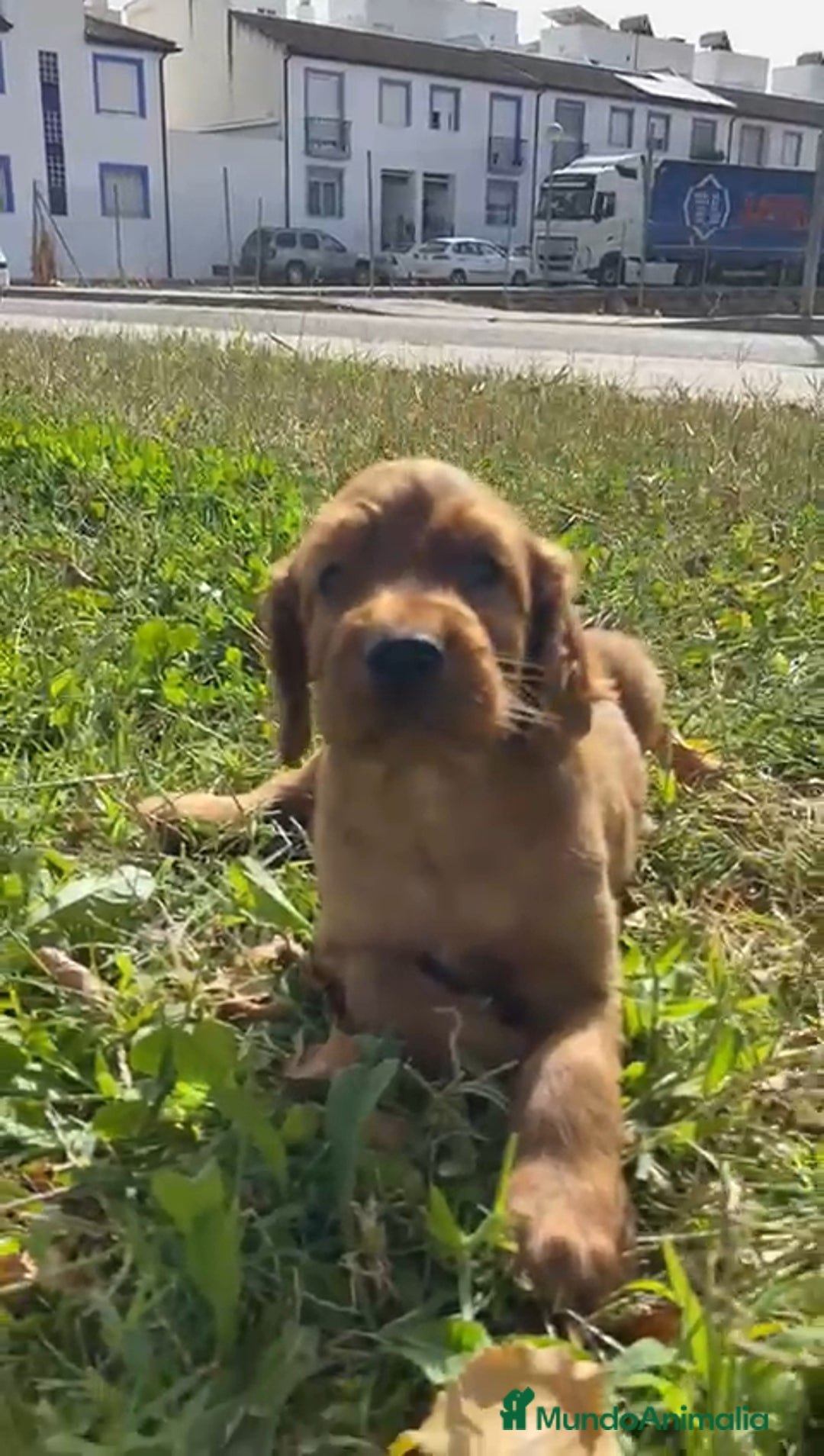 Setter Irlandés Rojo perros en venta: Sette Irlandés  - Imagen 1