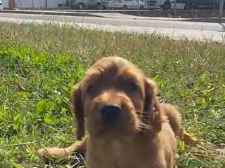 Setter Irlandés Rojo perros - Anuncio 3