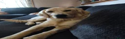 Golden Retriever perros en venta: Disponible Machos de Golden Retriever  - Anuncio 5