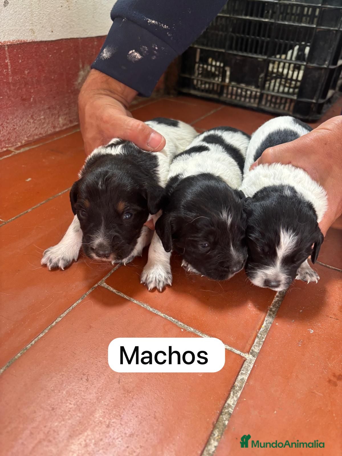 Épagneul Breton perros Excelente cachorros spaniel bretón  - Anuncio 6