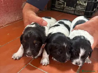 Épagneul Breton perros Excelente cachorros spaniel bretón - Anuncio 6