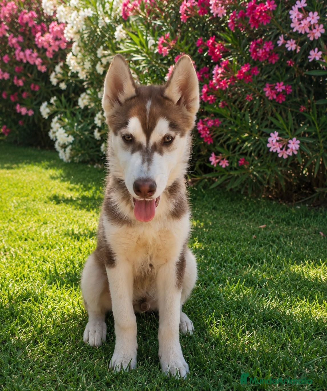 Husky Siberiano perros Husky siberiano color chocolate  - Anuncio 1