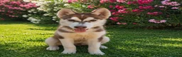 Husky Siberiano perros en venta: Husky siberiano color chocolate  - Anuncio 1