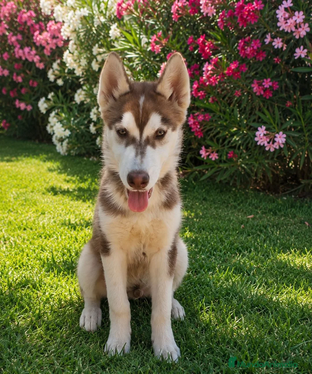 Husky Siberiano perros en venta: Husky siberiano color chocolate  - Anuncio 1
