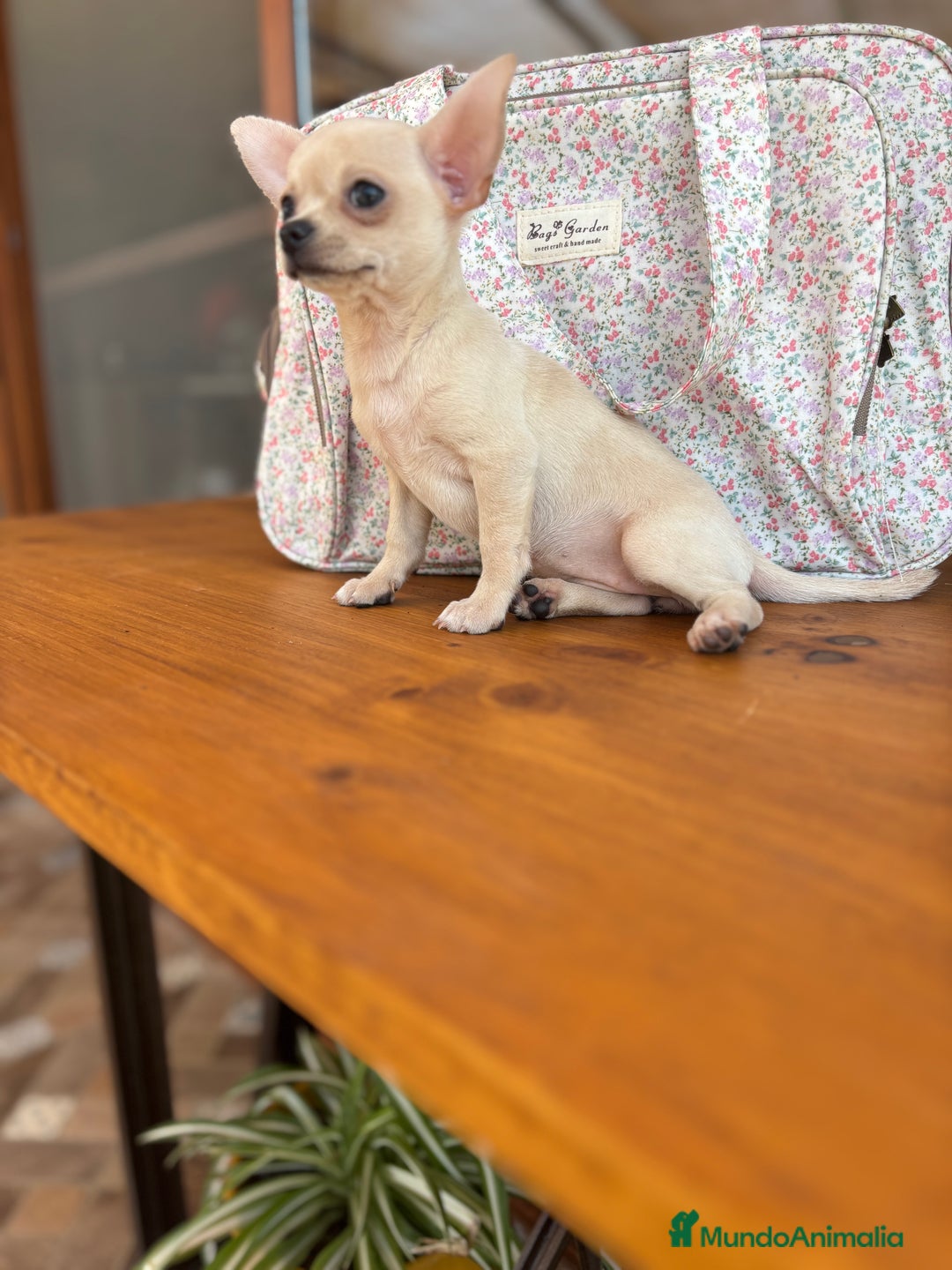 Chihuahua perros en venta: Chihuahua Hembra lista para entregar  - Anuncio 4