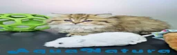 Británico de Pelo Largo gatos en venta: Scottish Straight Longhair Hembra 1852 AQUANATURA - Anuncio 4