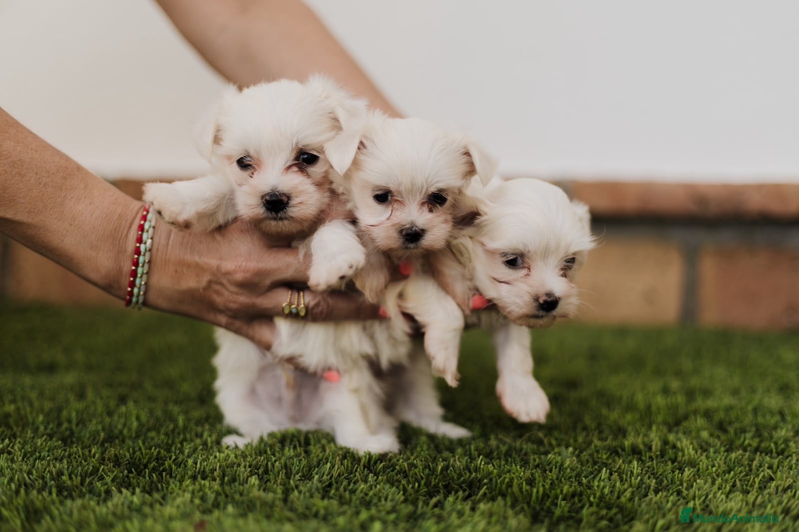 Bichón Maltés perros Bichon maltés  - Anuncio 29