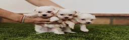 Bichón Maltés perros en venta: Bichon maltés  - Anuncio 2