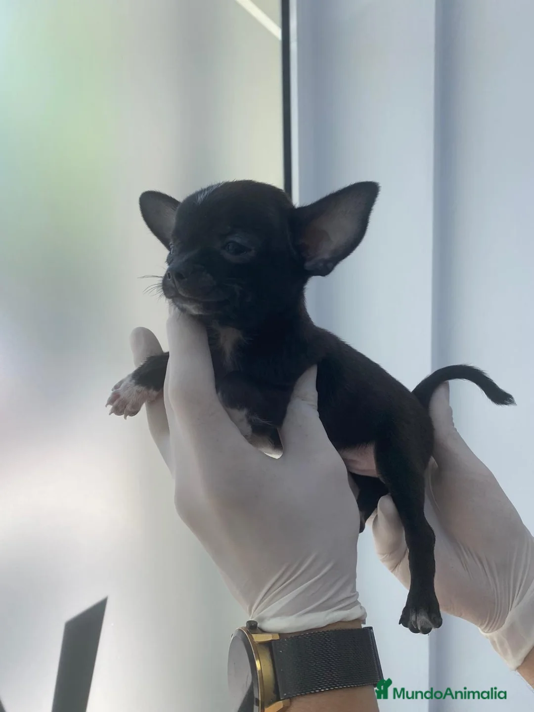 Chihuahua perros en venta: Chihuahua blue.pantera - Anuncio 3