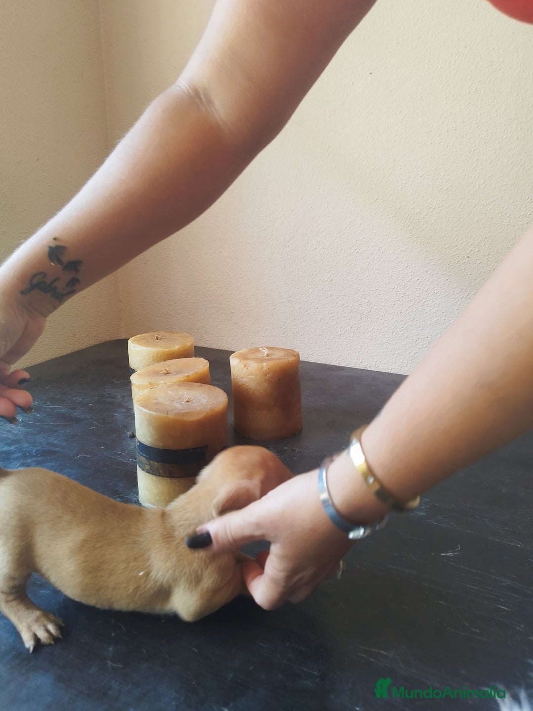 Teckel perros en venta: TECKEL HEMBRA. CALIDAD Y SELECCIÓN  - Imagen 3