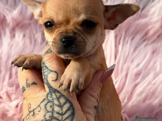 Chihuahua perros CHIHUAHUA CANELA - Anuncio 1