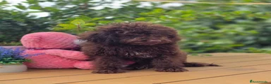 Perro de Agua Español 5